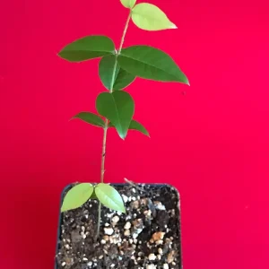 Red Hybrid Jaboticaba Fruit Tree Live Plant - Precocious Brazilian Grape Seedling 2-5 inch - Image 3