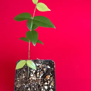 Red Hybrid Jaboticaba Fruit Tree Live Plant - Precocious Brazilian Grape Seedling 2-5 inch - Image 6