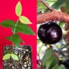 Red Hybrid Jaboticaba Fruit Tree Live Plant - Precocious Brazilian Grape Seedling 2-5 inch - Image 1