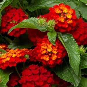 Red Lantana Live Plant – Perennial Flowers – 4-6 Inch Tall – Outdoor - Image 2