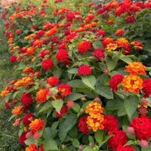 Red Lantana Live Plant – Perennial Flowers – 4-6 Inch Tall – Outdoor - Image 3