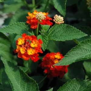 Red Lantana Live Plant – Perennial Flowers – 4-6 Inch Tall – Outdoor - Image 4