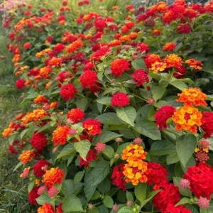 Red Lantana Live Plant – Perennial Flowers – 4-6 Inch Tall – Outdoor - Image 6