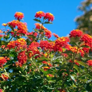 Red Lantana Live Plant – Perennial Flowers – 4-6 Inch Tall – Outdoor - Image 7