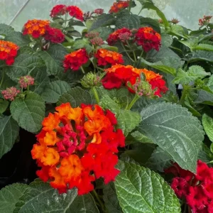 Red Lantana Live Plant – Perennial Flowers – 4-6 Inch Tall – Outdoor - Image 8