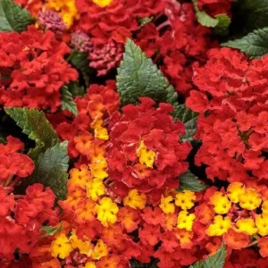 Red Lantana Live Plant – Perennial Flowers – 4-6 Inch Tall – Outdoor - Image 1