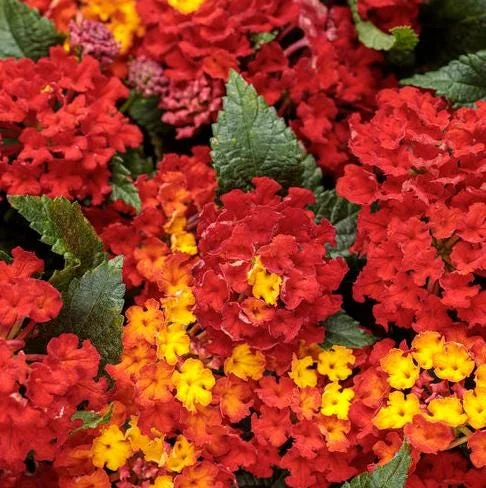 Red Lantana Live Plant – Perennial Flowers – 4-6 Inch Tall – Outdoor - Image 1