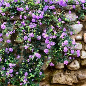 Red Lantana Live Plants, 2 Pack, Perennial Flowers, 4-9 Inch Tall, Outdoor - Image 2