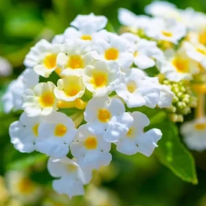 Red Lantana Live Plants, 2 Pack, Perennial Flowers, 4-9 Inch Tall, Outdoor - Image 4