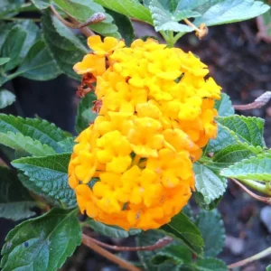 Red Lantana Live Plants, 2 Pack, Perennial Flowers, 4-9 Inch Tall, Outdoor - Image 6