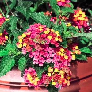 Red Lantana Live Plants, 2 Pack, Perennial Flowers, 4-9 Inch Tall, Outdoor - Image 7