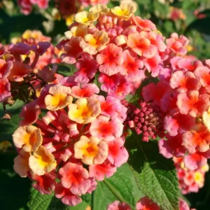 Red Lantana Live Plants, 2 Pack, Perennial Flowers, 4-9 Inch Tall, Outdoor - Image 8