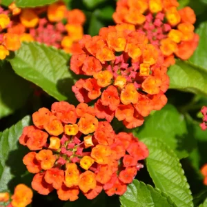 Red Lantana Live Plants, 2 Pack, Perennial Flowers, 4-9 Inch Tall, Outdoor - Image 9