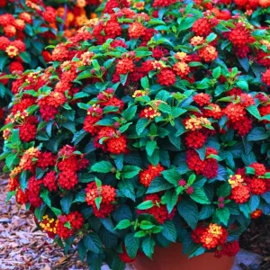 Red Lantana Live Plants, 2 Pack, Perennial Flowers, 4-9 Inch Tall, Outdoor - Image 1