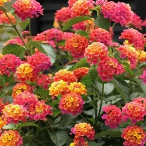 Red Lantana Live Plants - 2-Pack Perennial Flowers for Outdoors - Image 1
