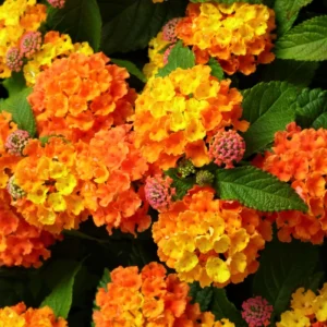 Red Lantana Live Plants 4-Pack – Trailing Perennial Flowers 4-9 Inch Tall, Outdoor - Image 2