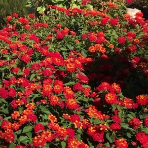 Red Lantana Live Plants 4-Pack – Trailing Perennial Flowers 4-9 Inch Tall, Outdoor - Image 4