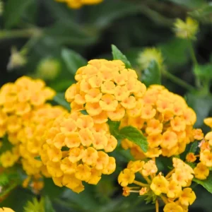 Red Lantana Live Plants 4-Pack – Trailing Perennial Flowers 4-9 Inch Tall, Outdoor - Image 5