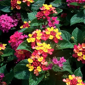 Red Lantana Live Plants 4-Pack – Trailing Perennial Flowers 4-9 Inch Tall, Outdoor - Image 6