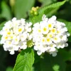 Red Lantana Live Plants 4-Pack – Trailing Perennial Flowers 4-9 Inch Tall, Outdoor - Image 1