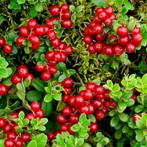 Red Lingonberry Live Plant – Starter Bush – 4 to 6 Inch Tall – Outdoor - Image 1