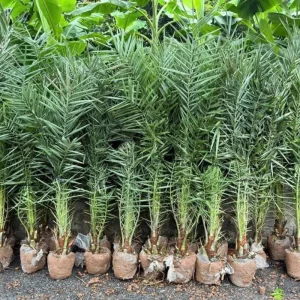 Red Lipstick Palm Live Plant – 3 Gallon Pot – Large Fully Rooted – Indoor Outdoor - Image 12