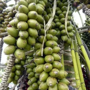 Red Lipstick Palm Live Plant – 3 Gallon Pot – Large Fully Rooted – Indoor Outdoor - Image 8