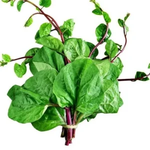 Red Malabar Spinach Seeds for Planting – 200 Seeds – Basella Rubra - Image 2