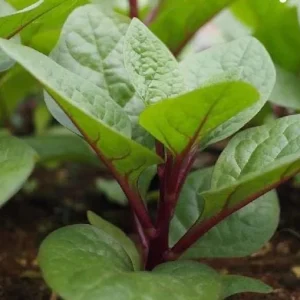 Red Malabar Spinach Seeds for Planting – 200 Seeds – Basella Rubra - Image 4
