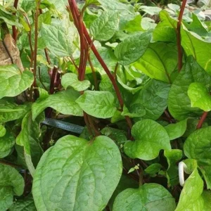 Red Malabar Spinach Seeds for Planting – 200 Seeds – Basella Rubra - Image 6