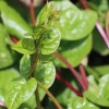 Red Malabar Spinach Seeds for Planting – 200 Seeds – Basella Rubra - Image 1