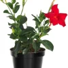 Red Mandevilla Live Plant – 2-Pack, 4-6 Inch Tall – Outdoor Flowering Vine - Image 1