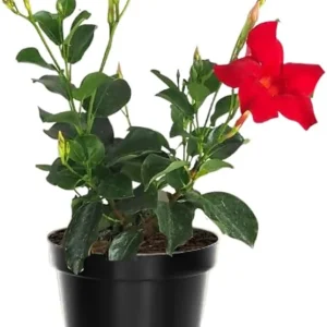 Red Mandevilla Live Plant – 2-Pack, 4-6 Inch Tall – Outdoor Flowering Vine - Image 1