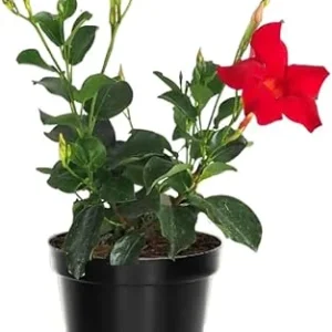Red Mandevilla Live Plant – 2-Pack, 4-6 Inch Tall – Outdoor Flowering Vine - Image 5