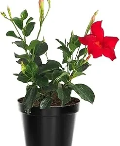 Red Mandevilla Live Plant – 2-Pack, 4-6 Inch Tall – Outdoor Flowering Vine - Image 7