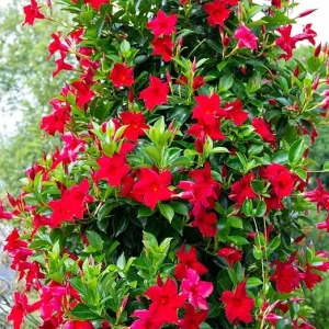 Red Mandevilla Live Plants - 2 Pack, 4-7