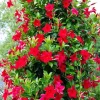 Red Mandevilla Live Plants - 2 Pack, 4-7" Tall Flowering Vine for Outdoor - Image 1
