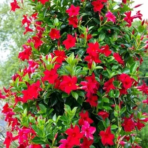 Red Mandevilla Live Plants - 2 Pack, 4-7" Tall Flowering Vine for Outdoor - Image 1