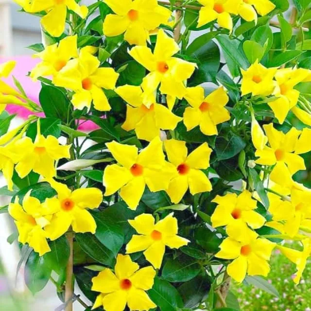 Red Mandevilla Live Plants – 2 Pack Tropical Flowering Vine Starter 4-7" Tall Outdoor - Image 3