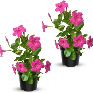 Red Mandevilla Live Plants – 2 Pack Tropical Flowering Vine Starter 4-7