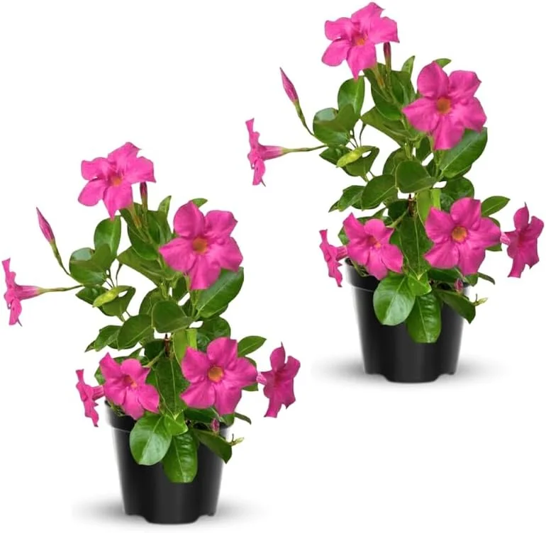 Red Mandevilla Live Plants – 2 Pack Tropical Flowering Vine Starter 4-7" Tall Outdoor - Image 4