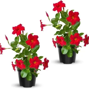 Red Mandevilla Live Plants – 2 Pack Tropical Flowering Vine Starter 4-7