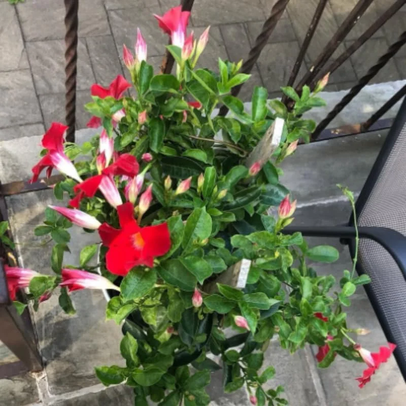 Red Mandevilla Live Plants - Set of 3 Flowering Vines, 5-7 inches, Outdoor - Image 3