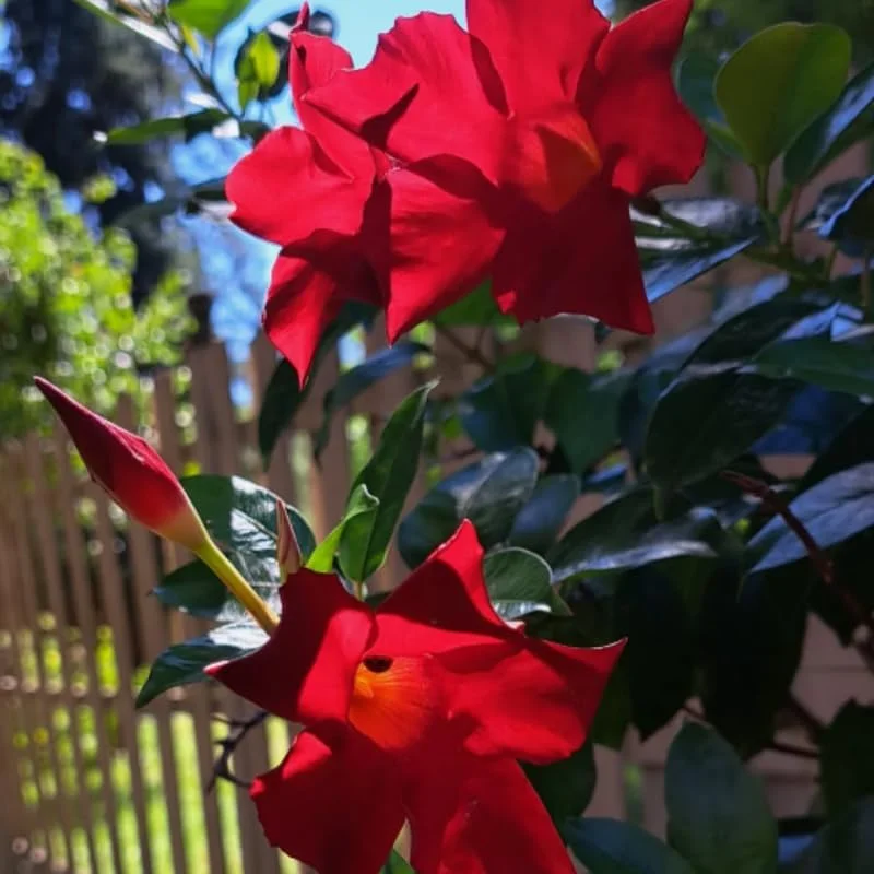 Red Mandevilla Live Plants - Set of 3 Flowering Vines, 5-7 inches, Outdoor - Image 4