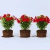Red Mandevilla Live Plants - Set of 3 Flowering Vines, 5-7 inches, Outdoor - Image 1
