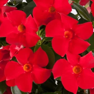 Red Mandevilla Vine Live Plant - Dipladenia Tropical Flower - 10-20 Inch Tall - Image 2