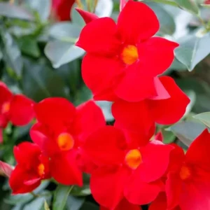 Red Mandevilla Vine Live Plant - Dipladenia Tropical Flower - 10-20 Inch Tall - Image 3