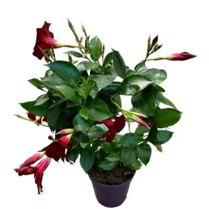 Red Mandevilla Vine Live Plant - Dipladenia Tropical Flower - 10-20 Inch Tall - Image 4