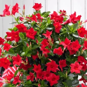 Red Mandevilla Vine Live Plant - Dipladenia Tropical Flower - 10-20 Inch Tall - Image 5