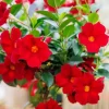 Red Mandevilla Vine Live Plant - Dipladenia Tropical Flower - 10-20 Inch Tall - Image 1